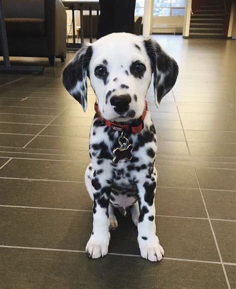 dalmatian cute dogs  puppies dalmation puppy cute baby dogs