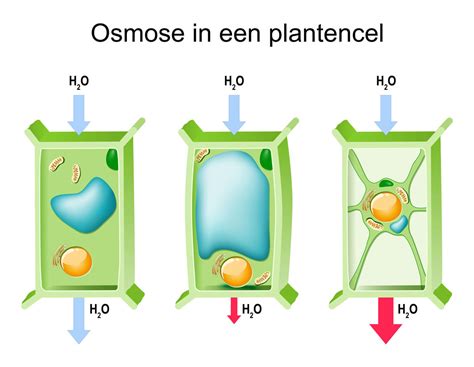 osmose en het effect van de ec waarde op wietplanten cnnbsnl