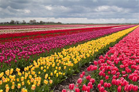tulip fields tulips field flower flowers wallpapers hd desktop  mobile backgrounds