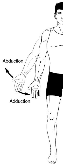 foot movement anatomy