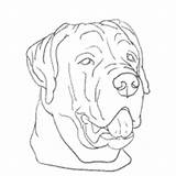 Rottweiler Coloring Pages Drawings Designlooter Surfnetkids 200px 89kb sketch template