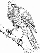 Coloring Pages Hawk Hawks Printable Birds Template sketch template