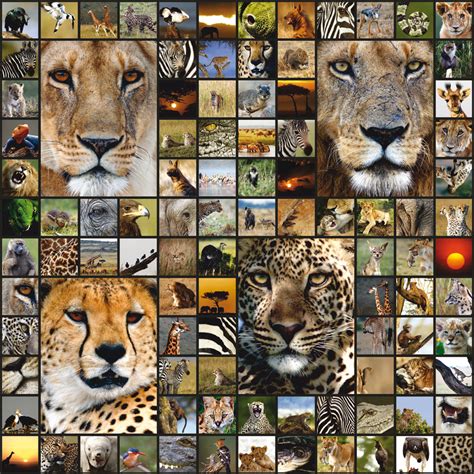 collage foto bild tiere wildlife nashorn bilder auf fotocommunity