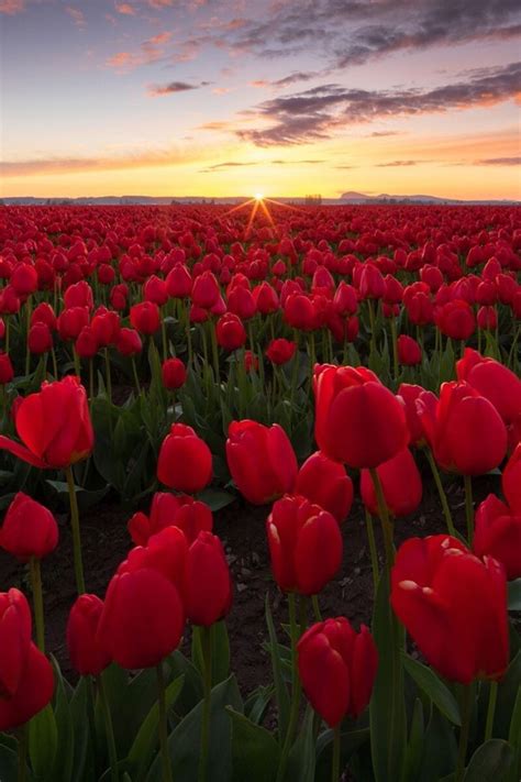 view porn on twitter red tulip fields in the netherlands