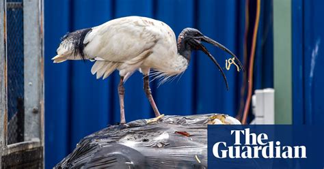 Bin Chickens The Grotesque Glory Of The Urban Ibis In Pictures