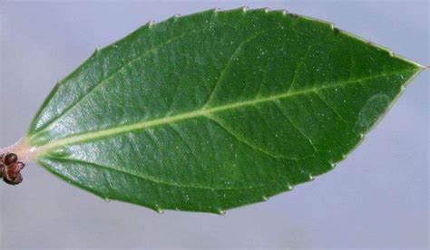 finely toothed leaves definition  finely toothed leaves