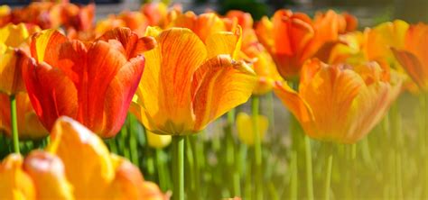 tulips dutchies