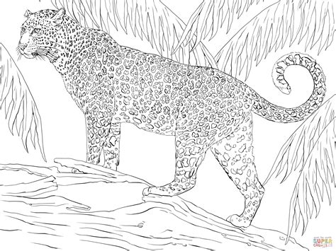 jaguar coloring pages animal coloring pages jaguar animal
