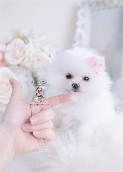 white pomeranians for sale teacup puppies and boutique