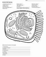 Biologycorner Membrane Plasma Typical sketch template