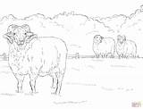 Hog Schaf Sheep sketch template