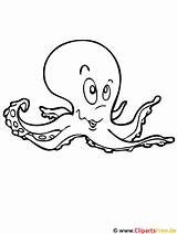 Krake Malvorlagen Malvorlage Octopus Coloringhome Titel sketch template