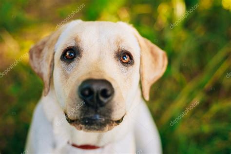 close  face  white labrador retriever dog stock photo  ryhor