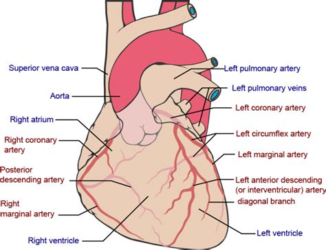 overview  ischaemic heart disease clinician revision