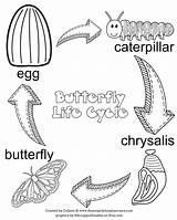 Metamorphosis Monarch Preschool Lifecycle Displaying Chrysalis sketch template
