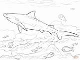 Shark Realistic Requin Buas Binatang Sketsa Bullenhai Everfreecoloring Colorier Bouledogue sketch template