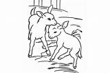 Goat Coloring Pages Cute Baby Drawing Colouring Getdrawings Procoloring sketch template
