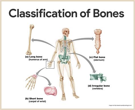 skeletal system anatomy  physiology nurseslabs