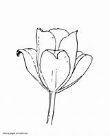 Coloring Pages Spring Bud Printable Tulip Flower Seasons Colouring sketch template