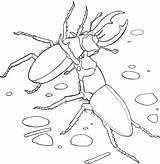 Beetle Scarabeo Brigando Besouros Stag Kleurplaat Beetles Besouro Tudodesenhos Olifant Kleurplaten Insetti sketch template