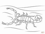 Scorpion Scorpions Coloringhome Striped Goku Escorpión Designlooter Insect Invertebrate sketch template