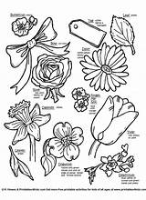 Flowers Names Kids Coloring Different Types Drawing Color Flower Pages Botanical Word Name Printable Plants List Kinds Printables Draw Sheets sketch template