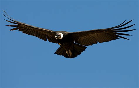 el condor majestuosa ave andina taringa