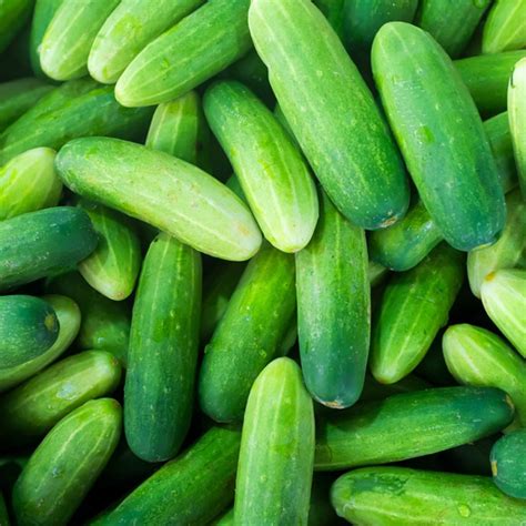 popular cucumber varieties