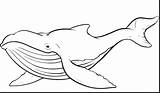 Whale Blue Coloring Kids Humpback Whales Killer Pages Drawing Outline Draw Drawings Colouring Getdrawings Orca Print Big Paintingvalley sketch template