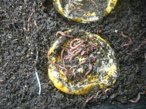 What Do Earthworms Really Love To Eat Gardening With Angus