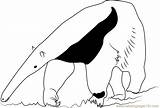 Bear Anteater Coloringpages101 sketch template