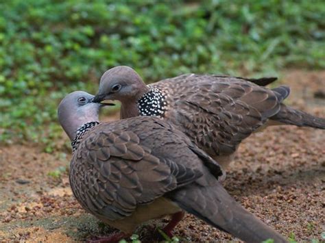 spotted dove hawaii spotted dove courtship feeding yeow chin wee spotted dove sutari birds