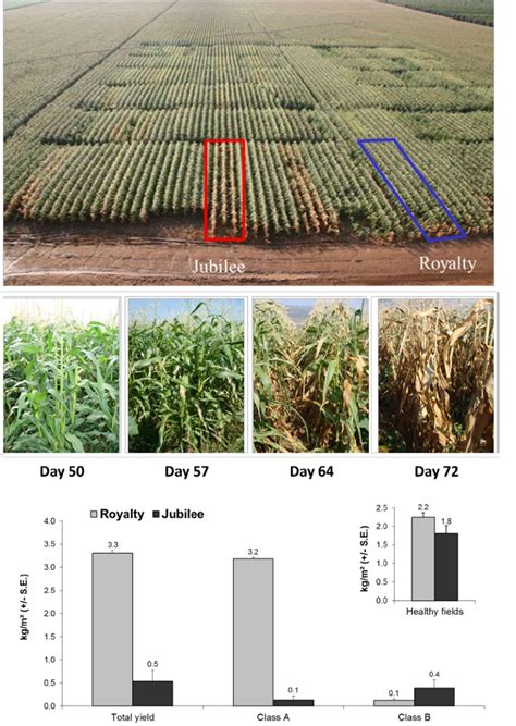 Field Experiment For Assessing Cultivar Resistance To