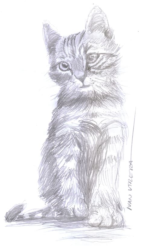gato  lapiz ilustraciones de gato bocetos de animales animales