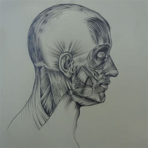 risultati immagini per anatomia artistica corpo umano disegni pinterest artsy