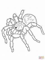 Tarantula Coloring Goliath Pages Printable Drawing Chilean Rose Online Color Supercoloring Print Coloringbay Getdrawings Choose Board Colouring sketch template