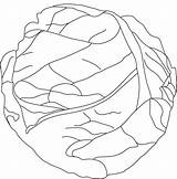 Cabbage Coloring Pages Drawing Lettuce Colouring Kids Template Fresh Getdrawings Templates Popular sketch template