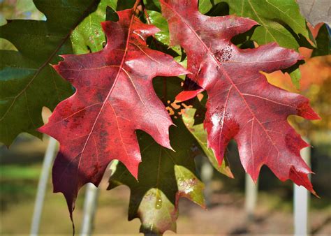 northern red oak fall leaves  generation landscape nursery