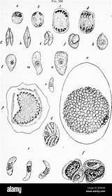 Encysted Sporozoites Pathogenic Protozoa Alamy Stock sketch template