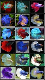 Betta Fish images Betta Fish HD wallpaper and background photos 