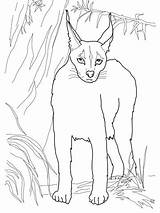 Caracal Cat Coloring Lynx Pages Clipart Desert Webstockreview sketch template