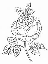 Rosa Capullo Fiori Supercoloring Bocciolo Kolorowanki Druku Kolorowanka Stampare Kwiat Semplici Disegnare sketch template