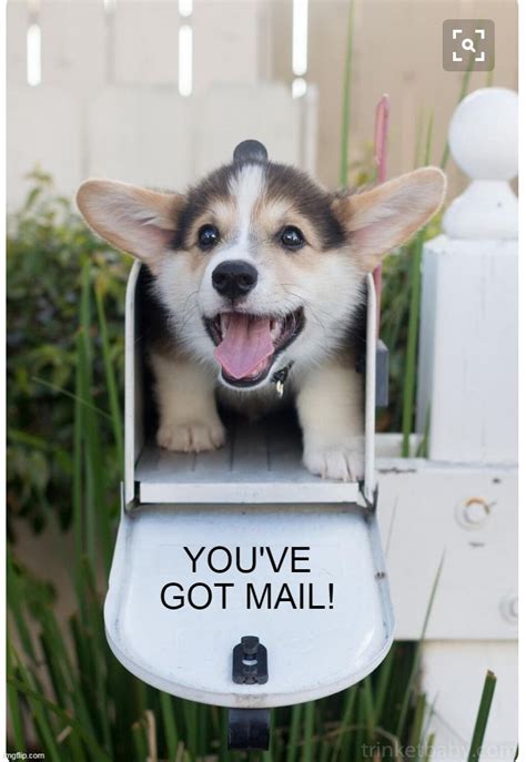 sends pets   mail imgflip