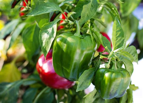 growing peppers   greenhouse access garden products