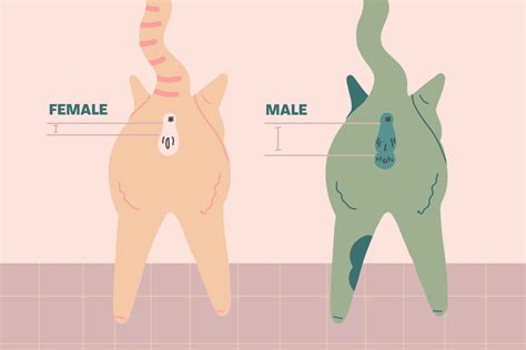 how to tell the gender of a kitten daily paws