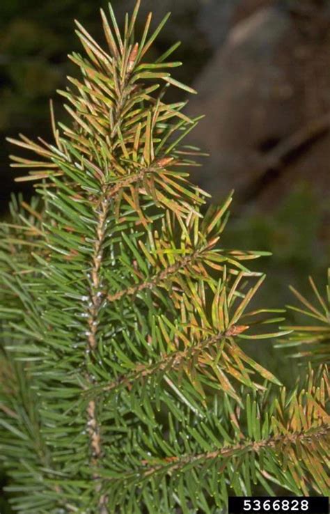 douglas fir needlecast rhabdocline pseudotsugae  douglas fir pseudotsuga menziesii