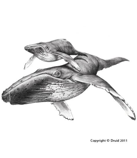 drawing humpback whale hledat googlem tattoo pinterest humpback