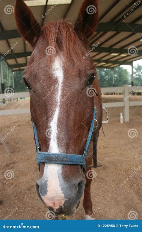 front view  horse royalty  stock  image