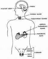 Glands Human Body Gland Locations Their Endocrine Functions Figure Anatomy Location Male Systems Thyroid Different Showing Organs Adrenal Lesson Pineal sketch template