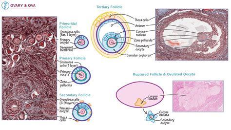 histology fundamentals ovarian follicle histology draw